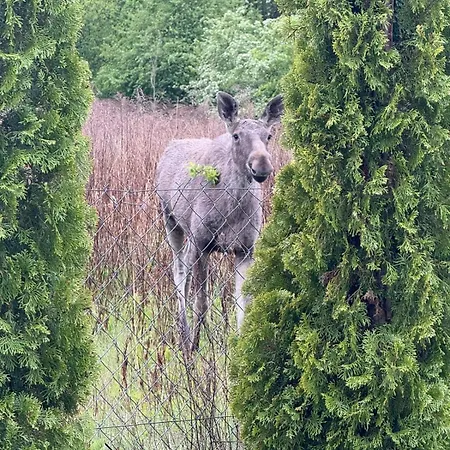 Bajkowe Marzen Taborecik Nyaraló Węgorzewo