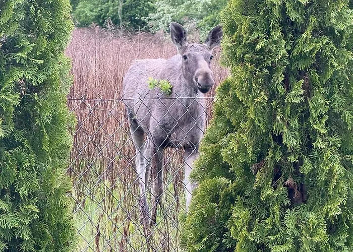 Bajkowe Marzen Taborecik Prázdninový dům Węgorzewo